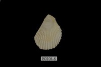 藏品(大白狐蛤)的圖片